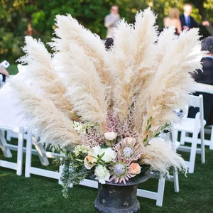 Sumflora Pampas grass Fluffy dry flower large size dried flower pampas grass for Home decoration
