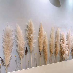 Amazon Hot Selling DriedNatural Flowers 120cm Long Beige Brown Large Pampas Grass for Wedding Home Decoration